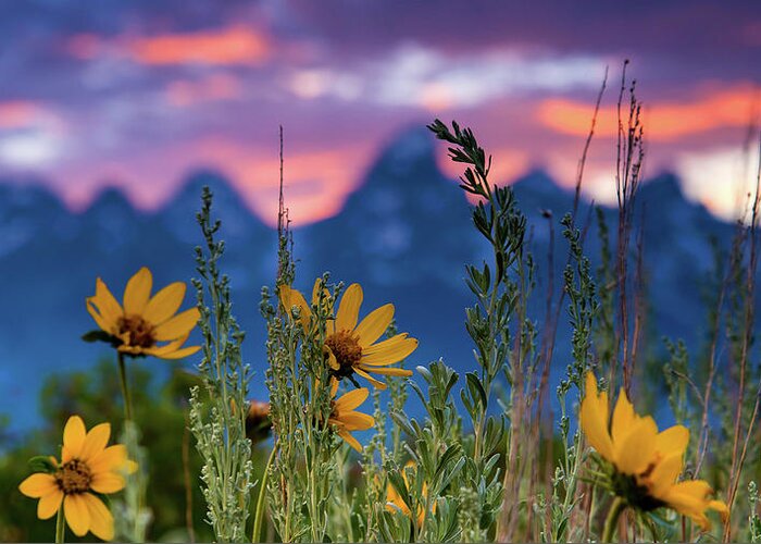 Grand Greeting Card featuring the photograph Summer Evening in Antelope Flats by Chris Allington