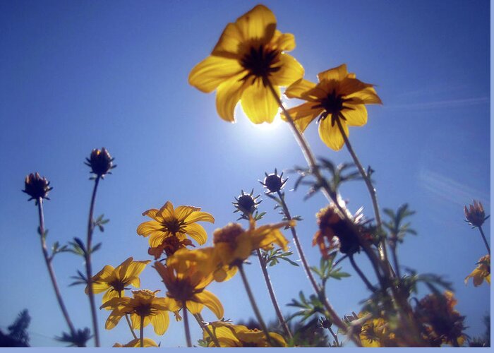 Yellow Flowers Greeting Card featuring the photograph Summer Sky Flowers 2 by Jaeda DeWalt