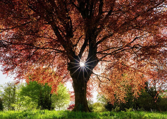 Sun In Copper Beech Greeting Card featuring the photograph Sun In Copper Beech by Michael Blanchette Photography