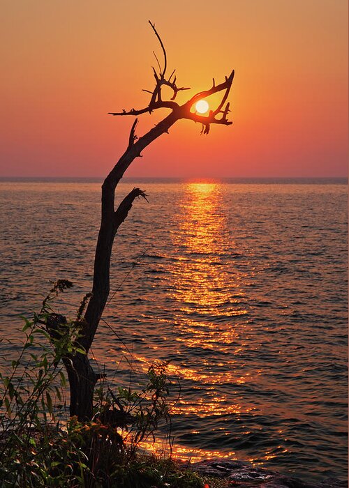 Sun Wi Cave Point Park Door County Lake Michigan Alignment Greeting Card featuring the photograph SunCatcher - Dead tree grasps the rising sun at Cave Point Park in Door County WI by Peter Herman