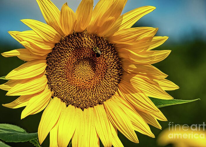 Americana Greeting Card featuring the digital art Sunflower 2019 2 by Elijah Knight