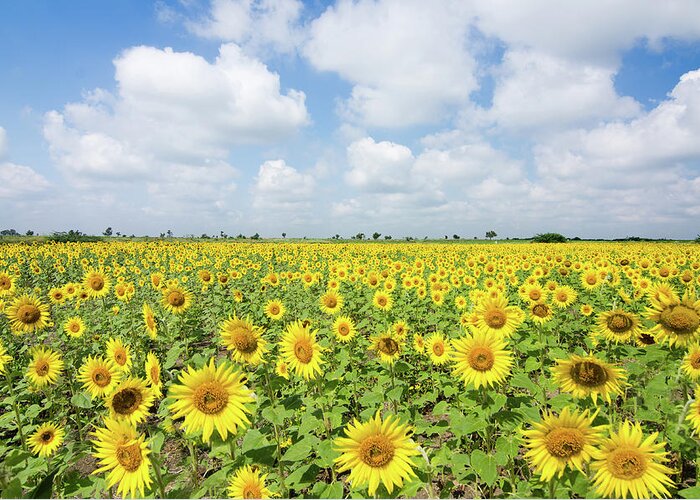 Scenics Greeting Card featuring the photograph Sunflower Farm by Souvik Bhattacharya