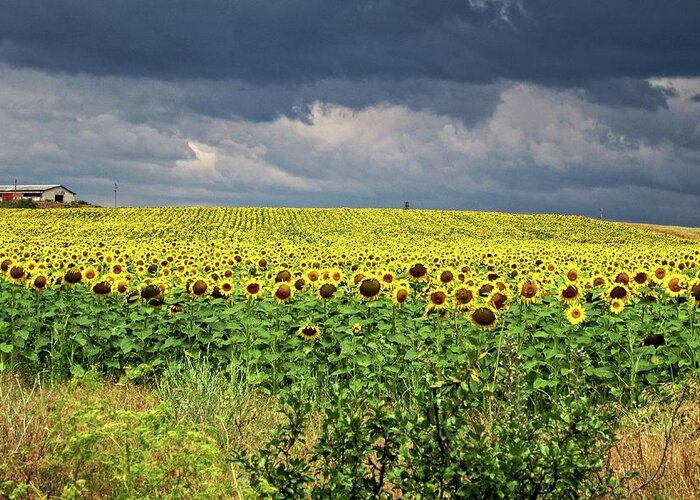 Sunflowers Greeting Card featuring the photograph Sunflower field by Martin Smith