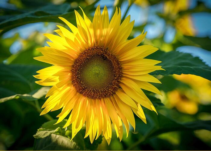 Flower Greeting Card featuring the photograph Sunflower by Susan Rydberg