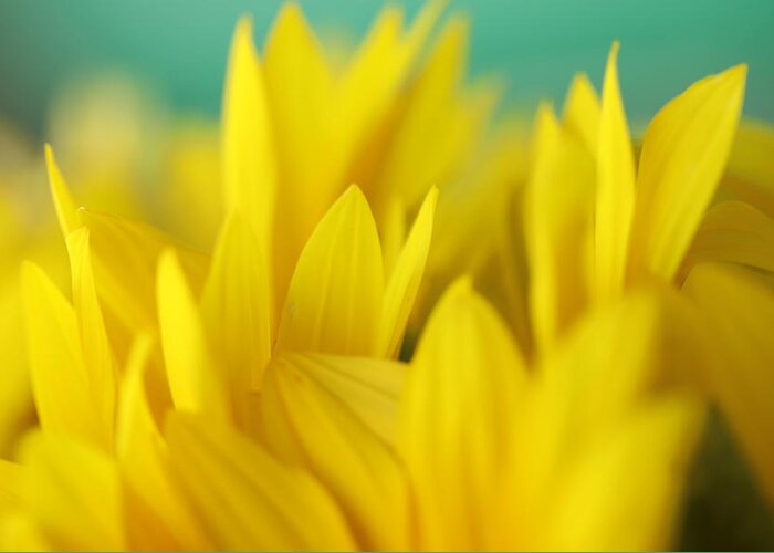 Sunflower Greeting Card featuring the photograph Sunflowers 695 by Michael Fryd