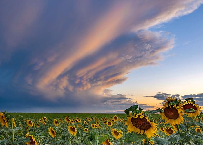 Sunflower Greeting Card featuring the photograph Sunflowers and Storm Clouds by Rand Ningali