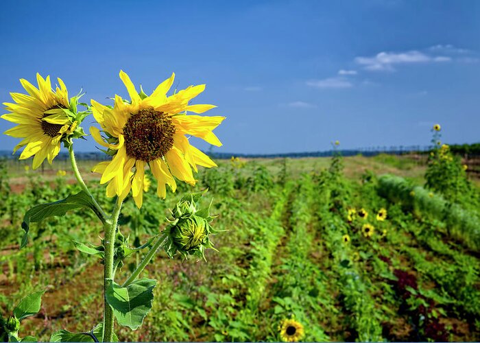Bud Greeting Card featuring the photograph Sunflowers At The Winery by Dean Fikar