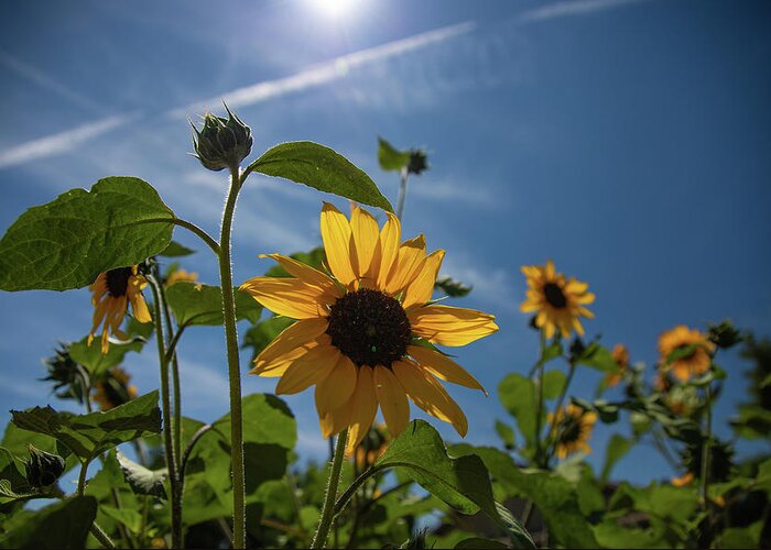 Nevada Greeting Card featuring the photograph Sunflowers by Fred DeSousa
