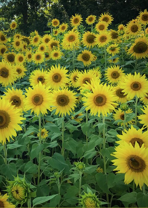 Sunflowers Greeting Card featuring the photograph Sunflowers by Lora J Wilson