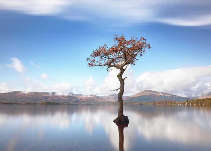 Lone Tree Greeting Card featuring the photograph Sunny afternoon on Loch Lomond by Grant Glendinning