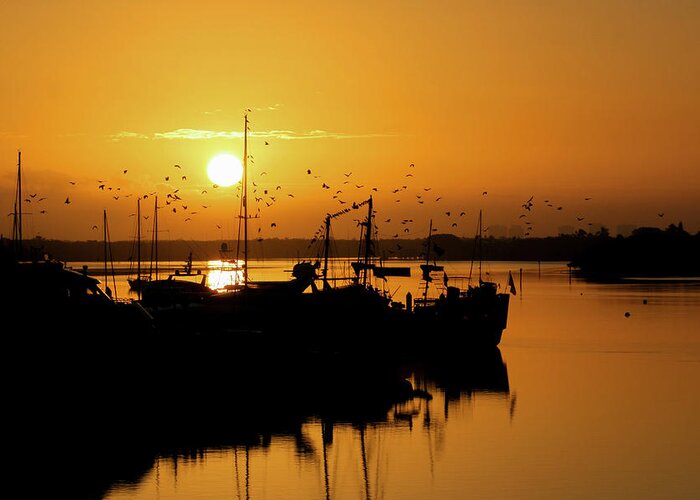 Sunset Greeting Card featuring the photograph Sunrise Birds at the Marina by Robert Wilder Jr