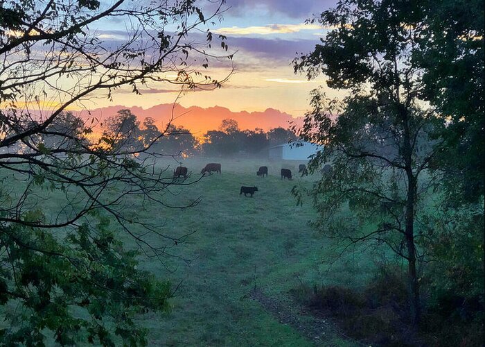 Cows Greeting Card featuring the photograph Sunrise Breakfast by Andrea Platt