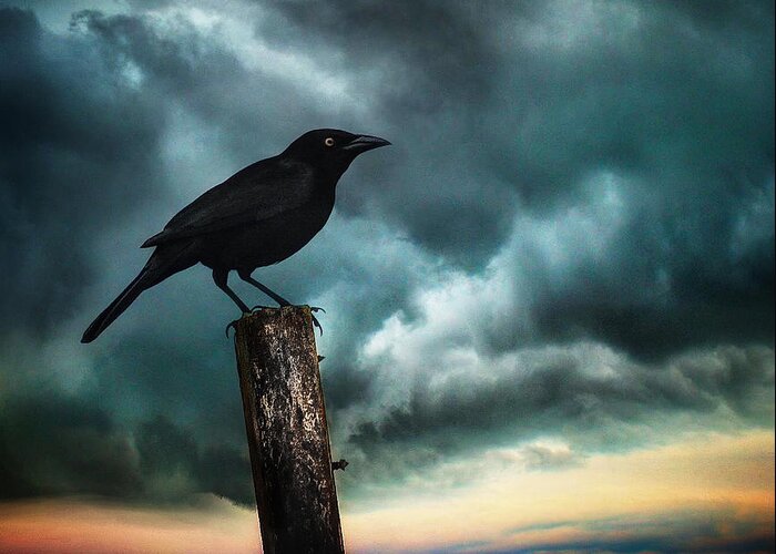 Crow Greeting Card featuring the photograph Sunrise by Brenda Wilcox aka Wildeyed n Wicked