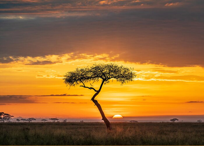 Lonely Tree Greeting Card featuring the photograph Sunrise by Jeffrey C. Sink