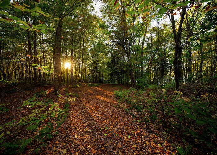 Sunset Greeting Card featuring the photograph Sunset in the forrest #1381 by Michael Fryd