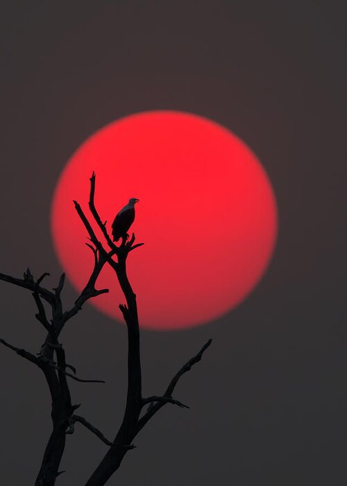Eagle Greeting Card featuring the photograph Sunset On Chobe River by Cheng Chang