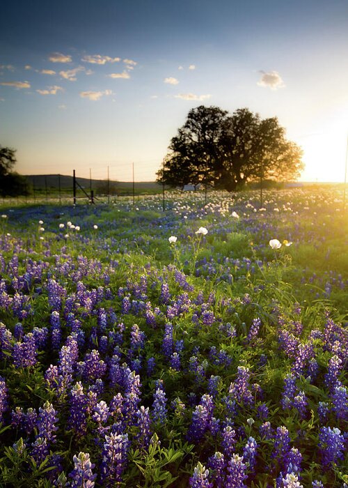 Lupine Greeting Card featuring the photograph Sunset Over A Field Of Texas Bluebonnets by Photography By Bridget Calip