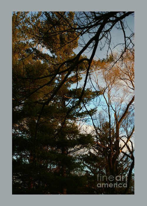Nature Greeting Card featuring the photograph Sunset Through the Branches by Frank J Casella