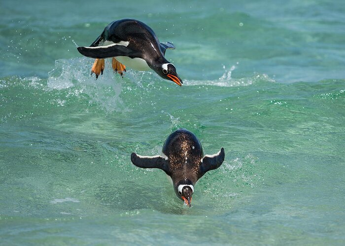 Animal Greeting Card featuring the photograph Surfing Gentoo Penguins by Tui De Roy