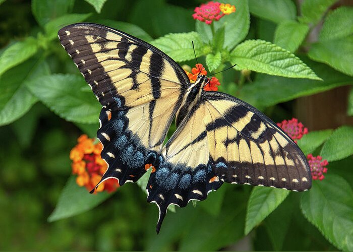 Butterfly Greeting Card featuring the photograph Swallowtail #3 by Minnie Gallman