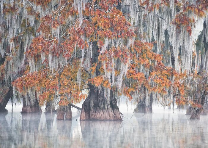 Marsh Greeting Card featuring the photograph Swamp Cypress by Roberto Marchegiani