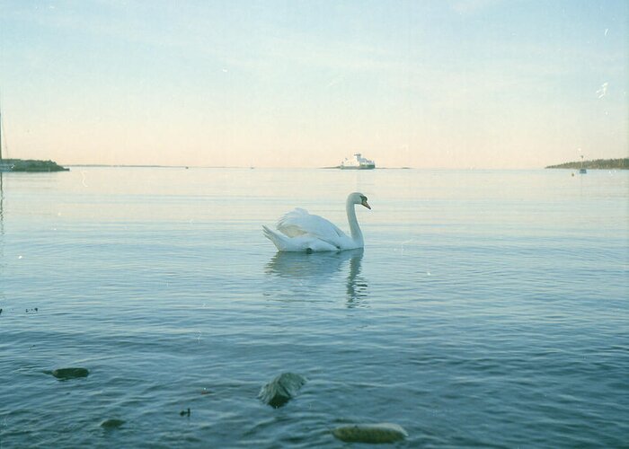 Animal Themes Greeting Card featuring the photograph Swan And Ferry by Eivind Oskarson