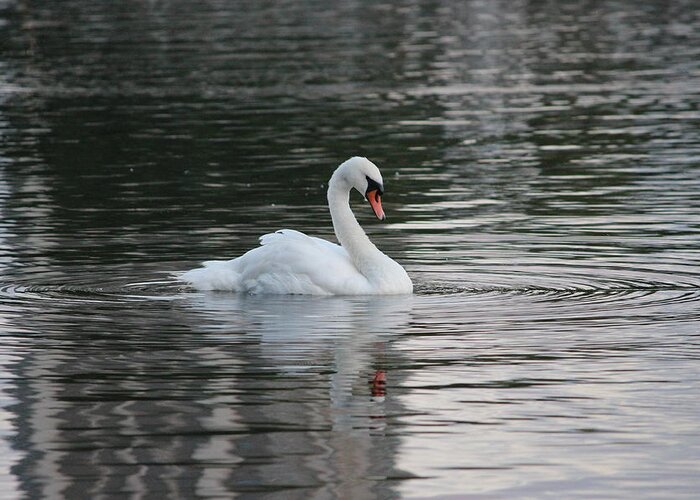 Swan Greeting Card featuring the photograph Swan in The Serpentine by Laura Smith