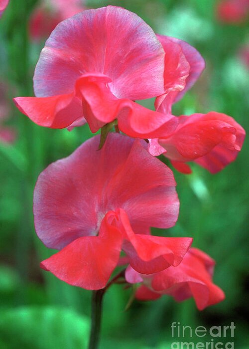 Nature Greeting Card featuring the photograph Sweet Pea Her Majesty by Jack Coulthard/science Photo Library