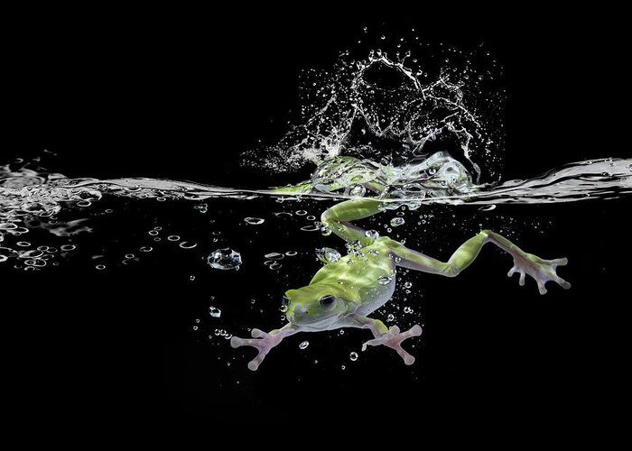Frog Greeting Card featuring the photograph Swimming by Shikhei Goh