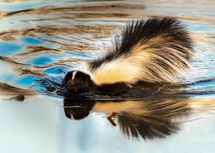Skunk Greeting Card featuring the photograph Swimming Skunk by Lisa Manifold