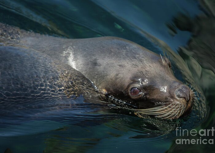 Seal Greeting Card featuring the photograph Swimming Seal by Eva Lechner