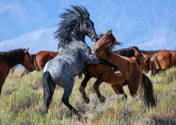 Horses Greeting Card featuring the photograph _t__7224 by John T Humphrey