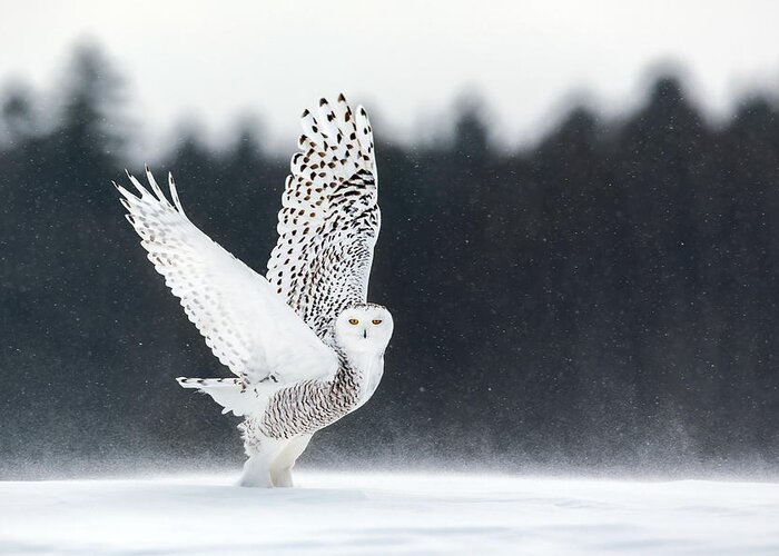 Owl Greeting Card featuring the photograph Take Off by Alessandro Catta