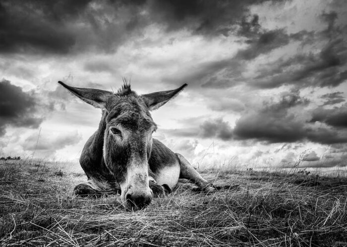 Donkey Greeting Card featuring the photograph Taking A Break by Kurt Mortier