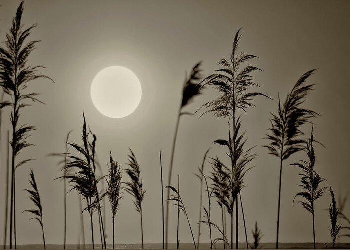 Tall Greeting Card featuring the photograph Tall Grass Sunrise in Sepia by Bill Cannon