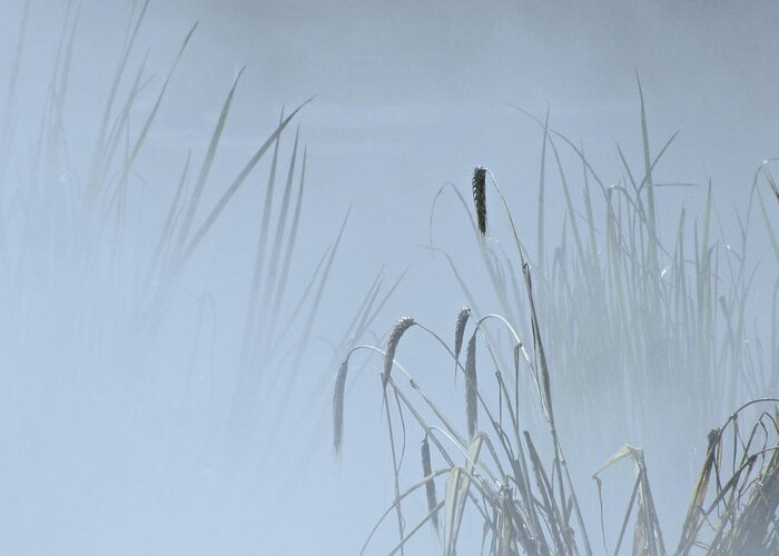 Grass Greeting Card featuring the photograph Tall Grasses In Mist by Sandra Leidholdt
