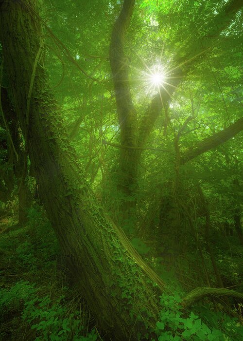 Forest Greeting Card featuring the photograph Tangled by Giovanni Allievi