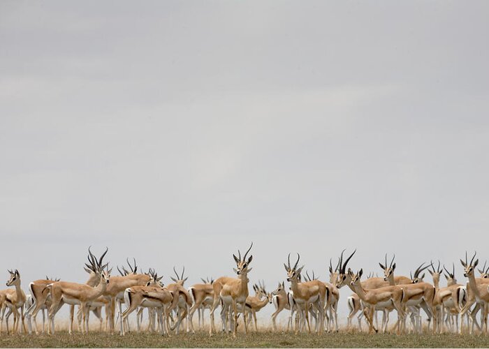 Tanzania Greeting Card featuring the photograph Tanzania,serengeti Nat. Park,thomsons by Paul Souders