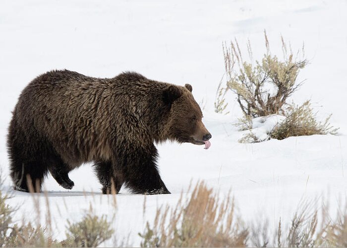 Grizzly Greeting Card featuring the photograph Tasting The Air by Patrick Nowotny
