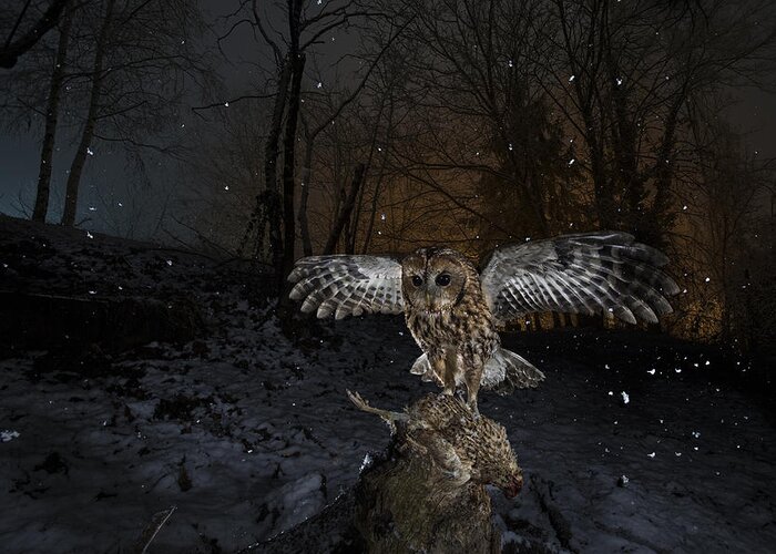 Owl Greeting Card featuring the photograph Tawny Owl Red In A Snow Storm by Fabrizio Moglia