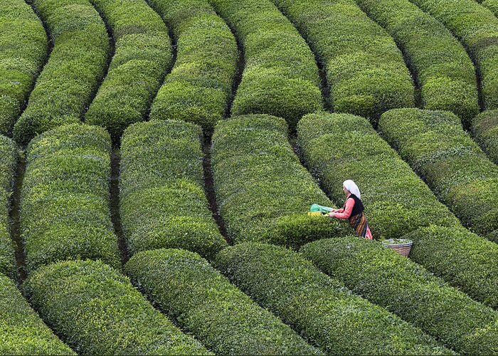 Documentary Greeting Card featuring the photograph Tea Harvest by zden Szen