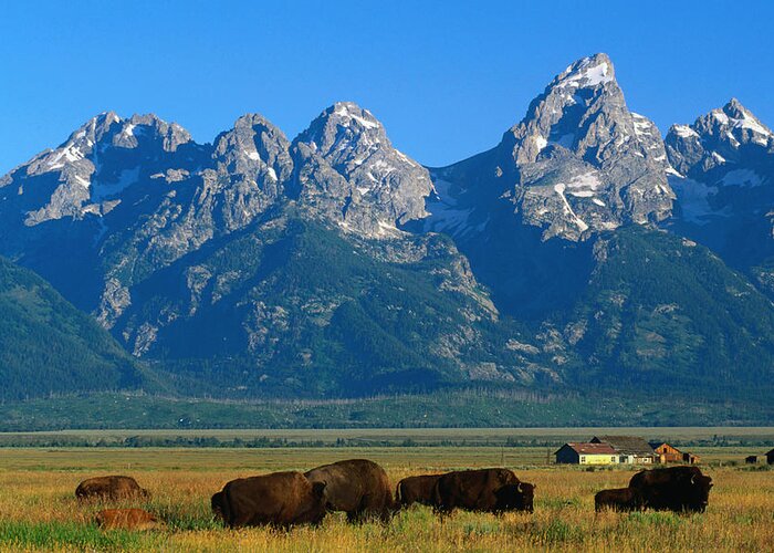 Shadow Greeting Card featuring the photograph Teton Range Overlooking Bisons Grazing by John Elk Iii