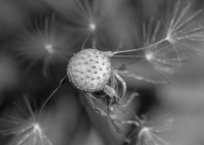 Dandelion Greeting Card featuring the photograph That's Just Dandy 7 by Dusty Wynne