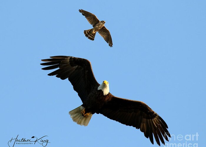 Eagle Greeting Card featuring the photograph The bald eagle and the merlin by Heather King