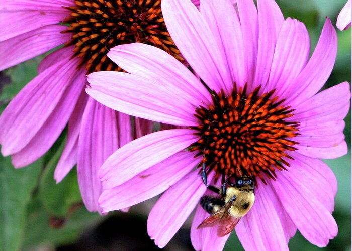Pink Greeting Card featuring the photograph The Bee's Knees by Misty Morehead