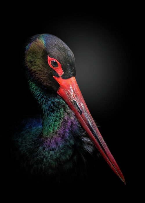 Animal Greeting Card featuring the photograph The Black Stork by Fegari