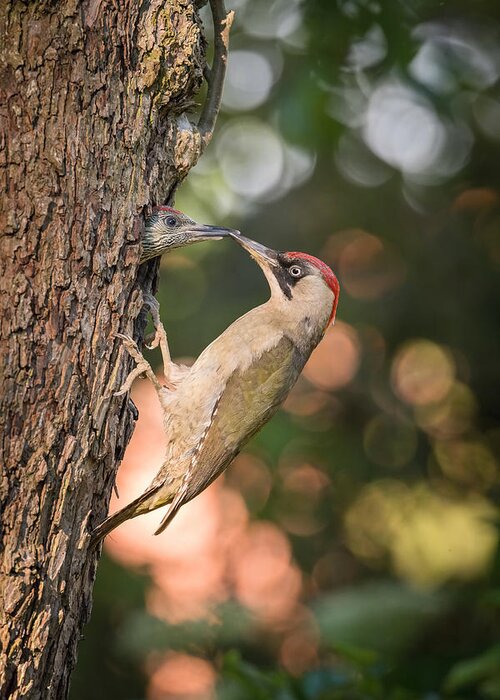 Animal Greeting Card featuring the photograph The European Green Woodpecker, Picus Viridis by Petr Simon