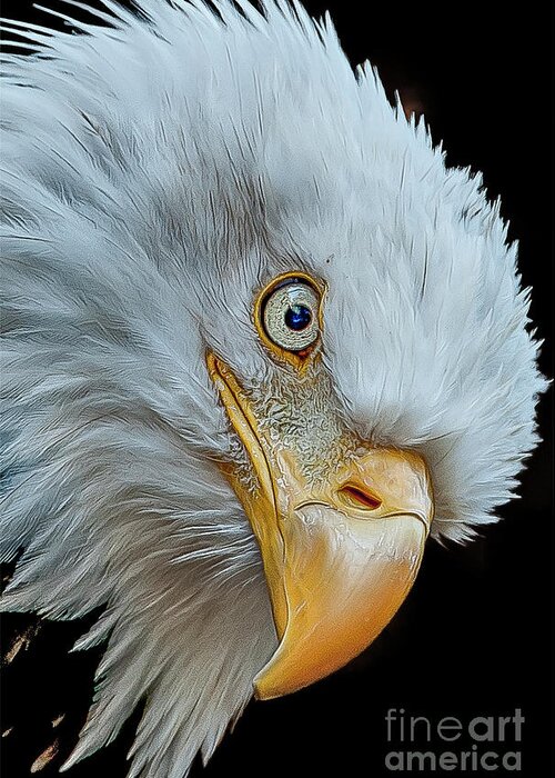 Bald Eagle Greeting Card featuring the photograph The Eye of The Eagle by Brian Tarr