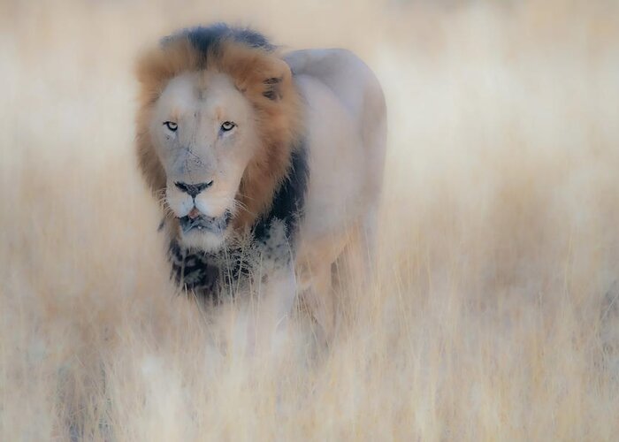 Lion Greeting Card featuring the photograph The Eyes by Mark Hunter