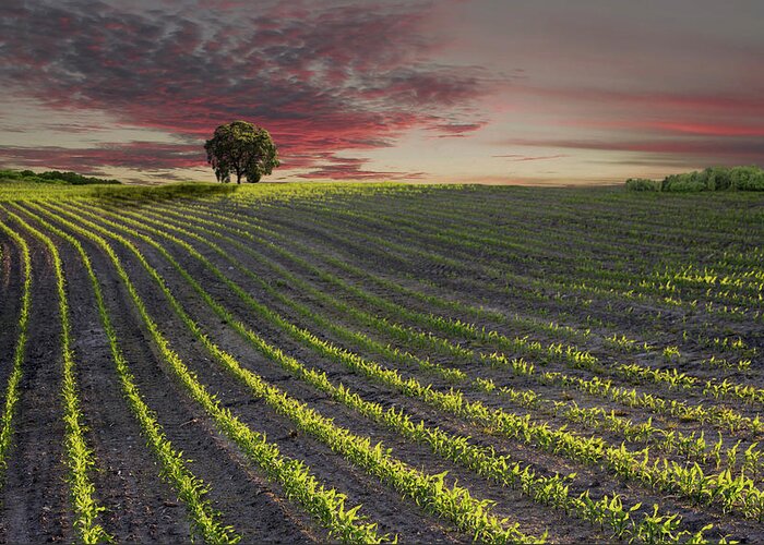 Tranquility Greeting Card featuring the photograph The Field Of Corn by Nick Brundle Photography